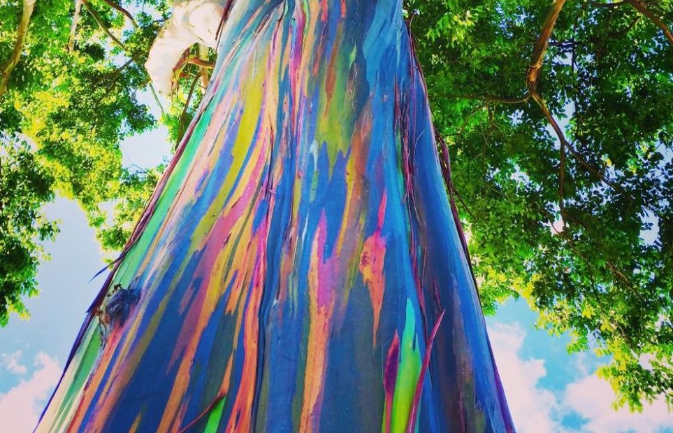 Chiêm ngưỡng bạch đàn cầu vồng và những loài cây 'đẹp độc lạ' nhất thế giới