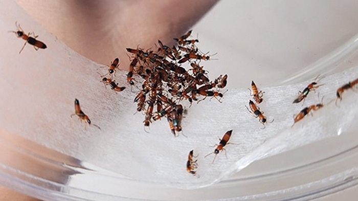 Cách xử trí đúng khi bị chất độc của kiến ba khoang dính vào da