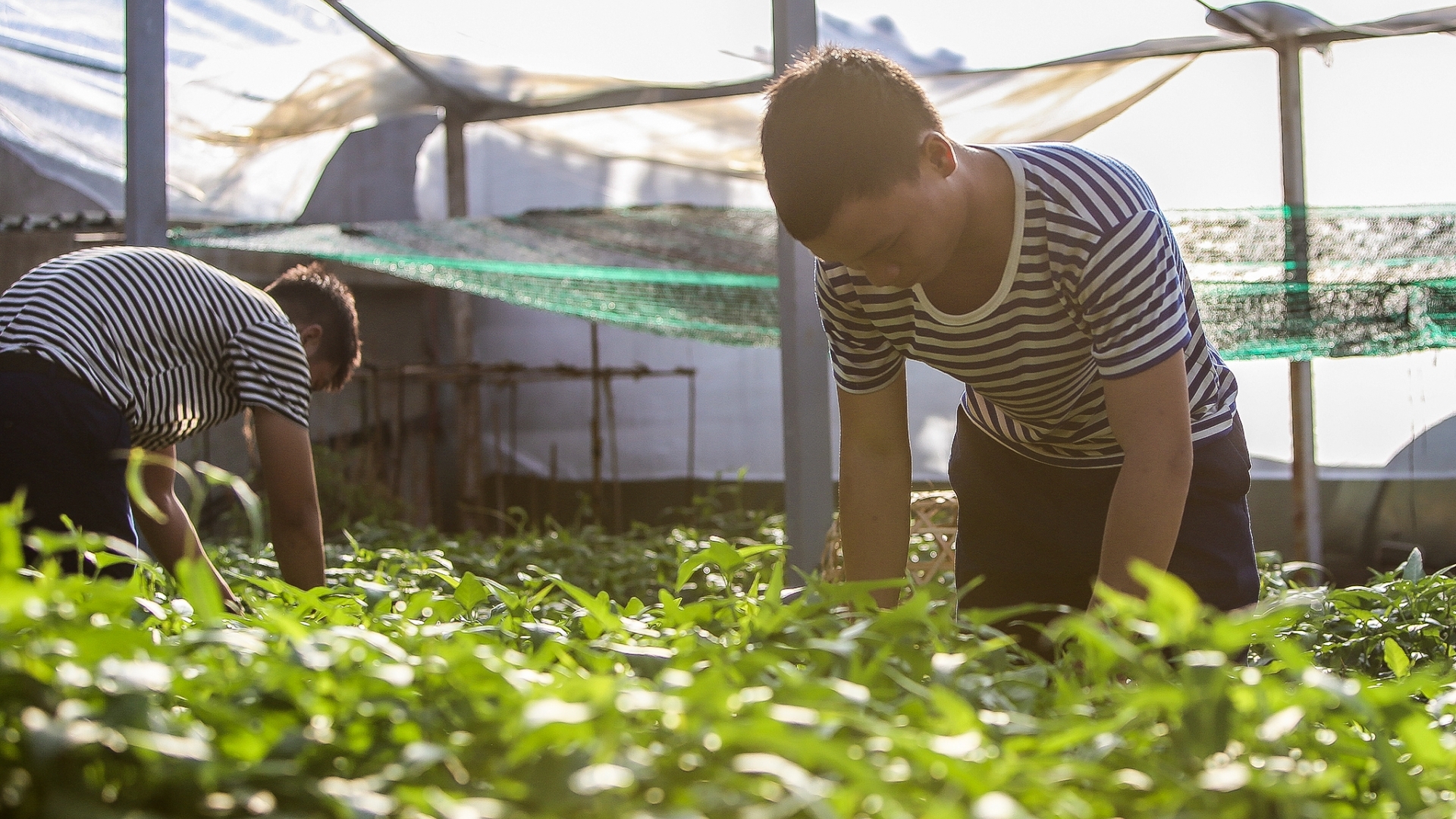 Xanh hoá Trường Sa - Tình cảm, trách nhiệm của cả nước vì biển đảo quê hương