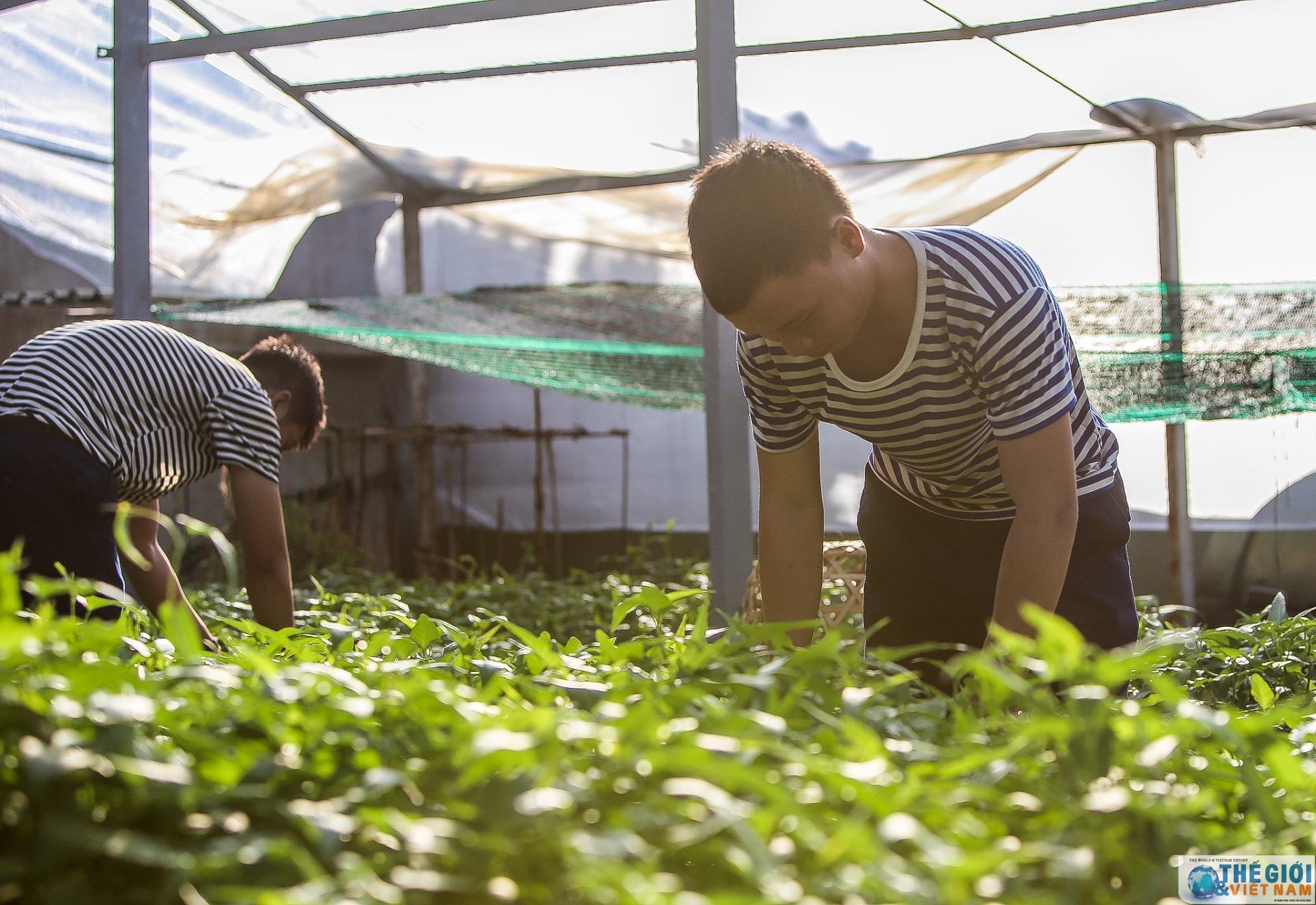 Xanh hoá Trường Sa - Tình cảm, trách nhiệm của cả nước vì biển đảo quê hương Xanh hoá Trường Sa - Tình cảm, trách nhiệm của cả nước vì biển đảo quê hương
