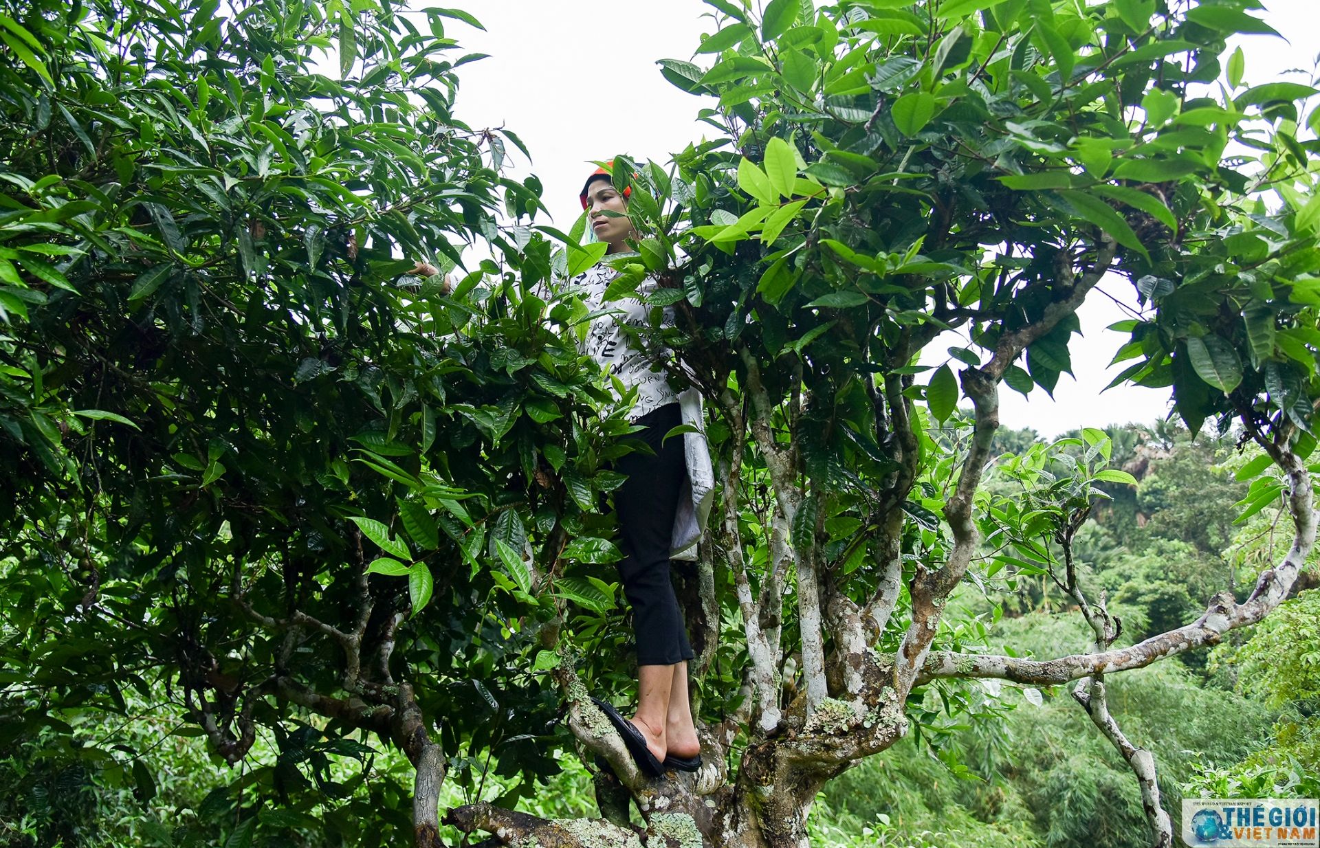 Theo chân người Cao Bồ 'hô biến' chè Shan Tuyết thành đặc sản