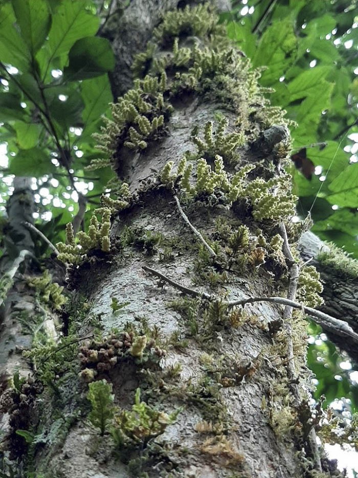 Hấp dẫn Kon Hà Nừng - Khu dự trữ sinh quyển của thế giới