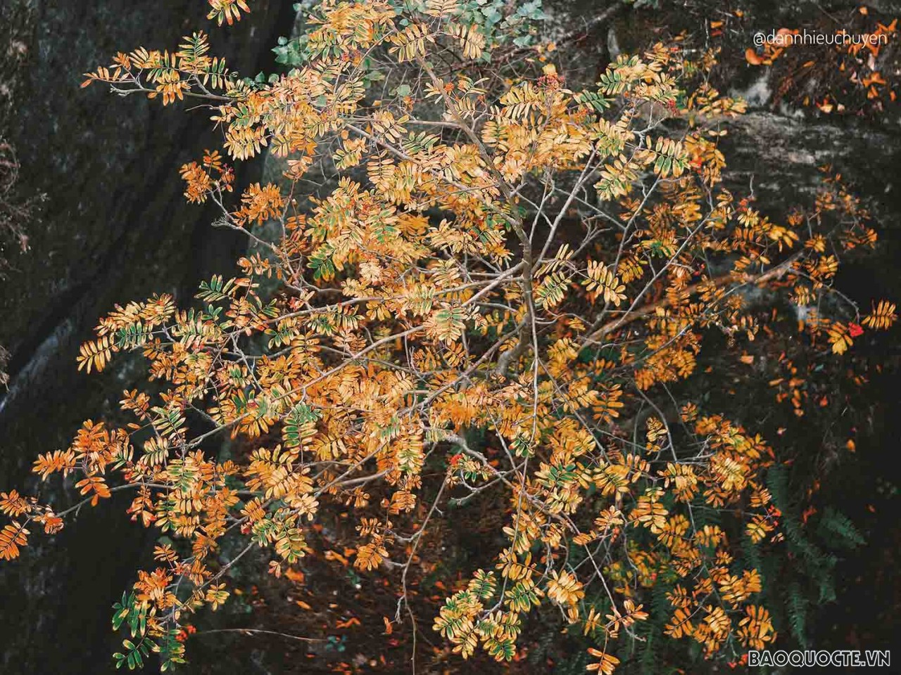 Ngắm mùa Thu đẹp 'nhức mắt' từ cầu đá Bastei