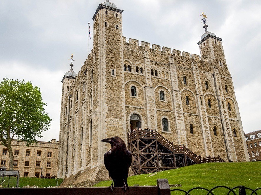 Truyền thuyết về loài quạ đen gắn liền với tồn vong của nước Anh