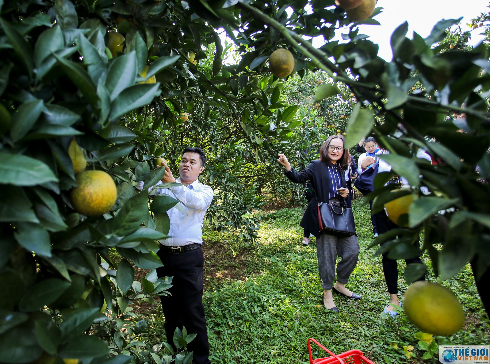 khi thanh vien nhom phu nu cong dong asean tai ha noi tro thanh nguoi lam vuon