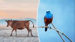 Ảnh đẹp nhất về động vật trong năm 2020 gọi tên nhiếp ảnh gia Việt Nam