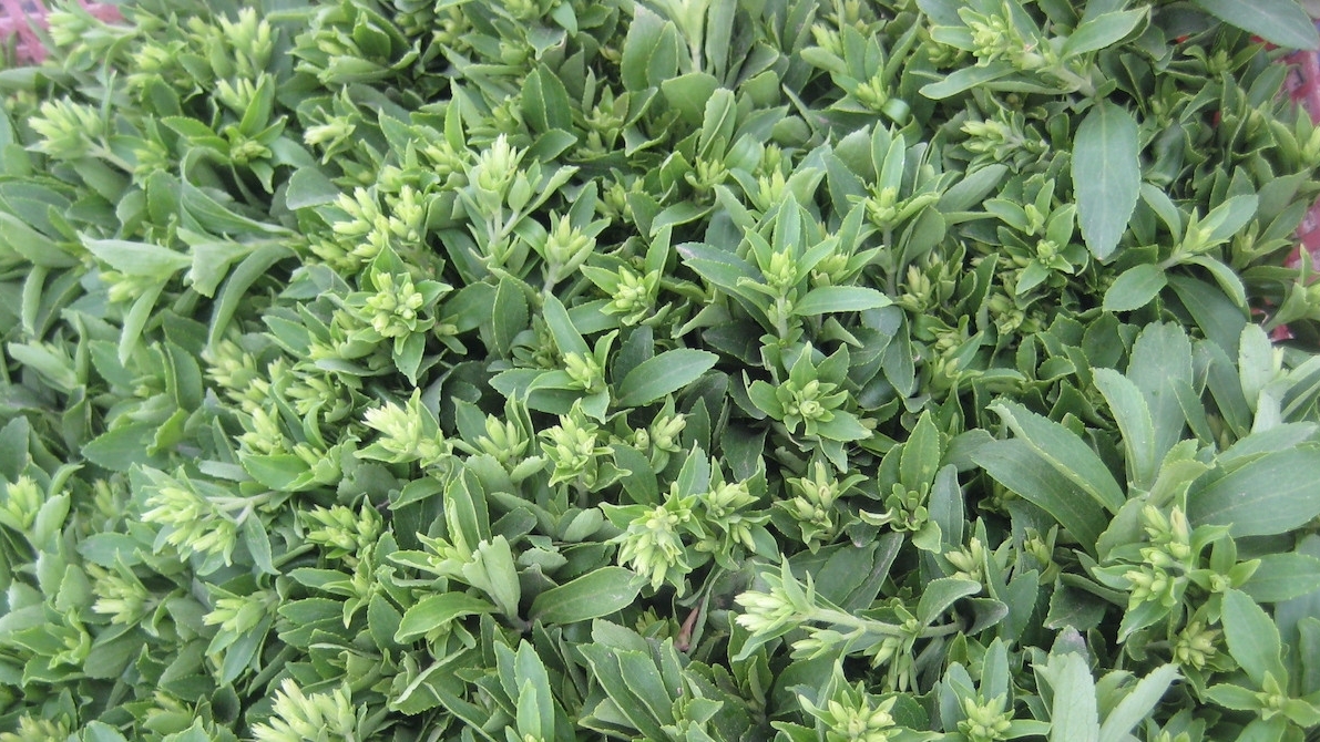 Giải pháp ngọt tự nhiên cho sức khỏe