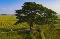 Check in những địa điểm tuyệt đẹp của phim “Mắt biếc” tại Huế