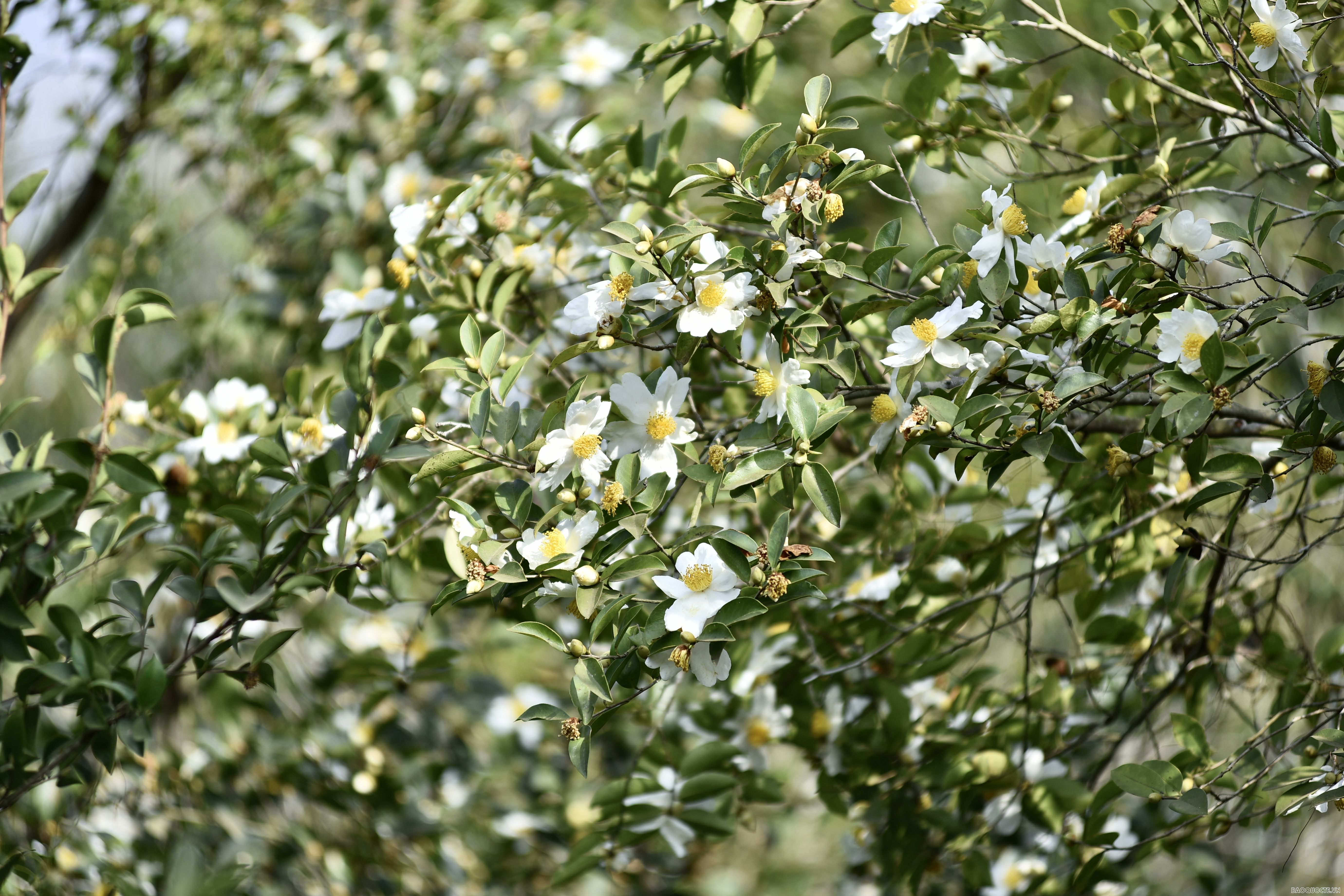 Du lịch Bình Liêu: Ngắm rừng hoa sở phủ sắc trắng tinh khôi