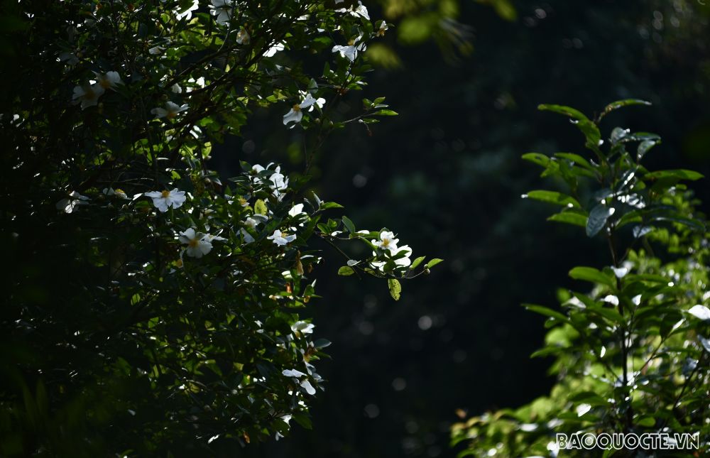 Du lịch Bình Liêu: Ngắm rừng hoa sở phủ sắc trắng tinh khôi