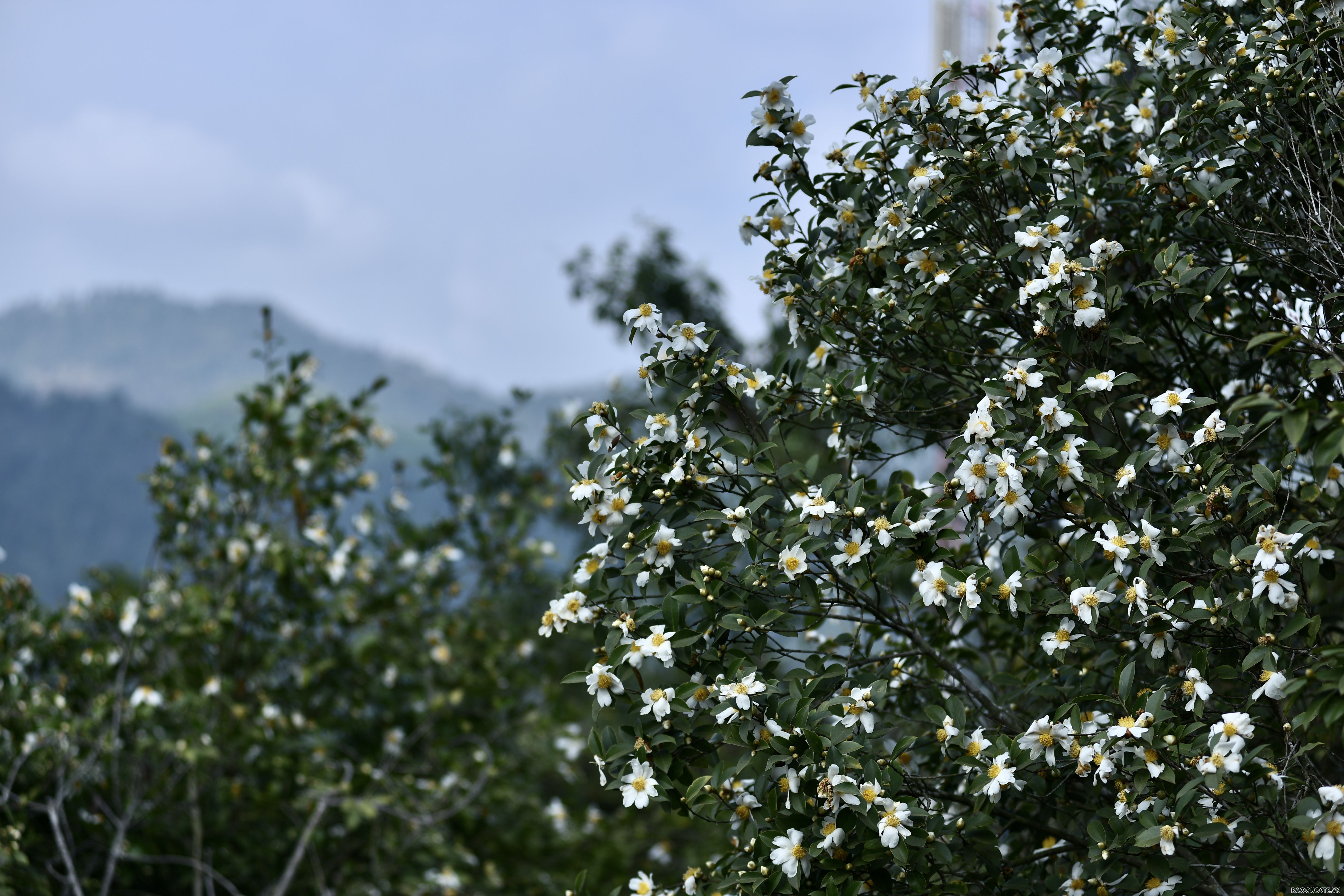 Du lịch Bình Liêu: Ngắm rừng hoa sở phủ sắc trắng tinh khôi