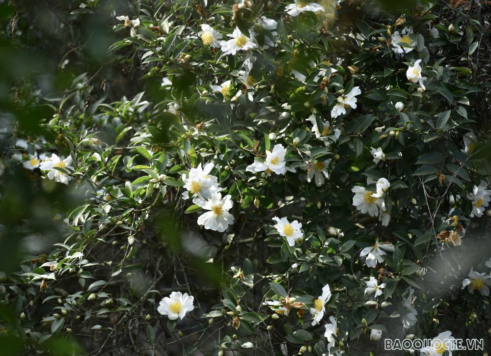 Du lịch Bình Liêu: Ngắm rừng hoa sở phủ sắc trắng tinh khôi