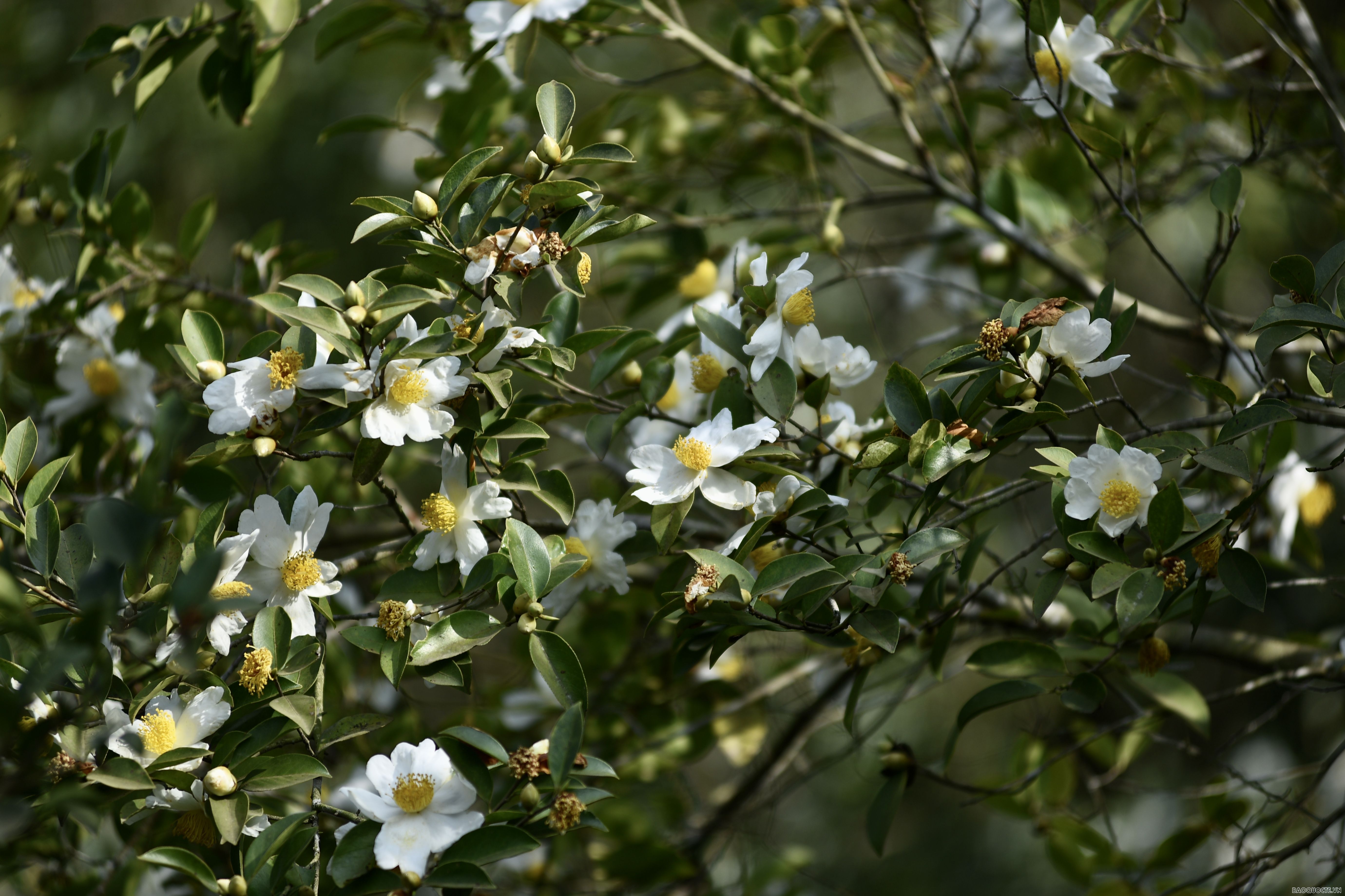 Du lịch Bình Liêu: Ngắm rừng hoa sở phủ sắc trắng tinh khôi