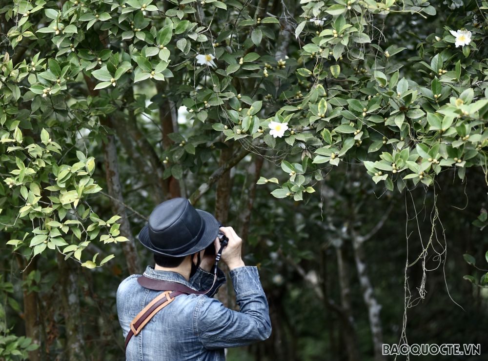 Du lịch Bình Liêu: Ngắm rừng hoa sở phủ sắc trắng tinh khôi