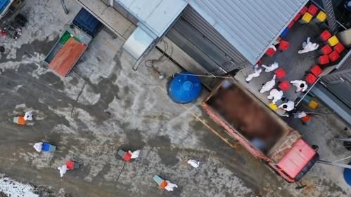 Hàn Quốc cấm ra vào các trại trong 24h để chống dịch cúm gia cầm