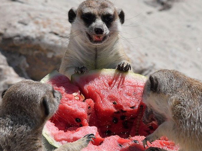 Những hình ảnh dễ thương và hài hước của động vật trên khắp thế giới