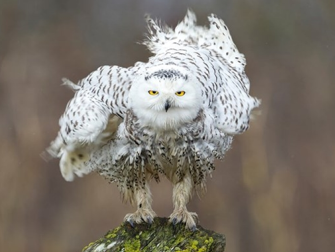 Những bức ảnh động vật ấn tượng nhất đầu năm 2018