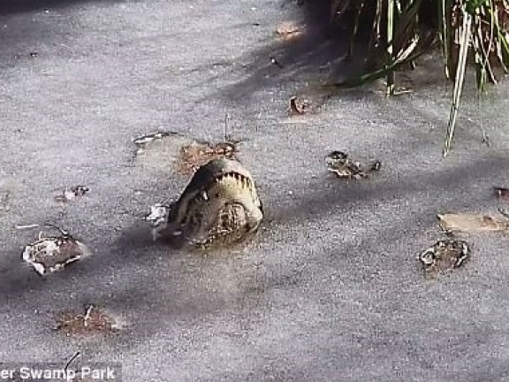 Cá sấu ở Mỹ làm thế nào để sống sót qua "bom bão tuyết"?