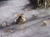 thai lan nguoi dan ong song chung nha voi ca sau suot 20 nam