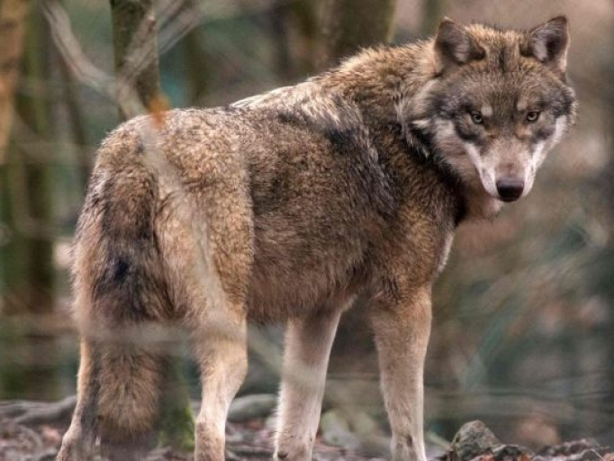 Chó sói lần đầu xuất hiện tại Bỉ sau 100 năm vắng bóng