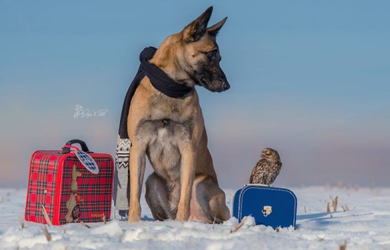 Chú chó “dành cả thanh xuân” để chụp ảnh với những người bạn cú