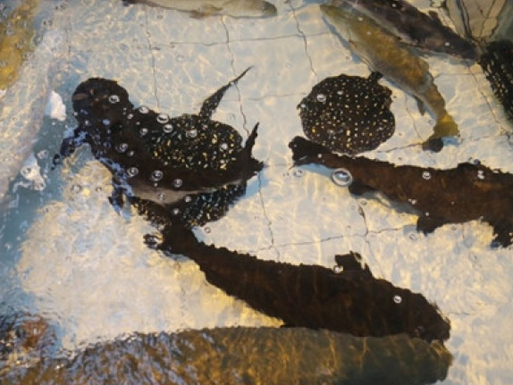 Hong Kong: Phát hiện 1.000 động vật quý hiếm trong nhà dân