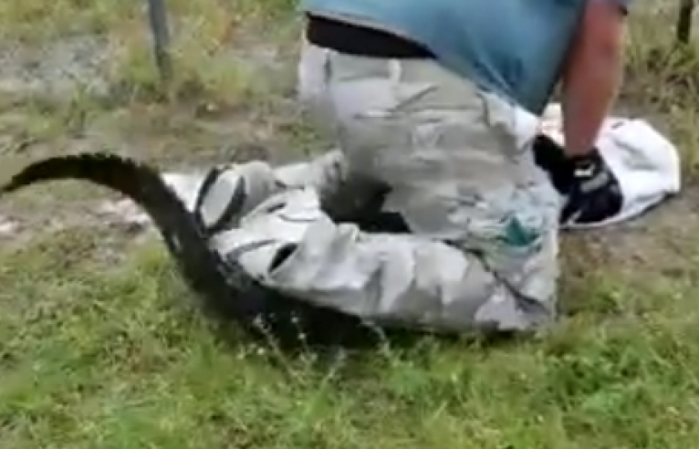 Người đàn ông liều lĩnh ngồi lên đầu con cá sấu đi lạc