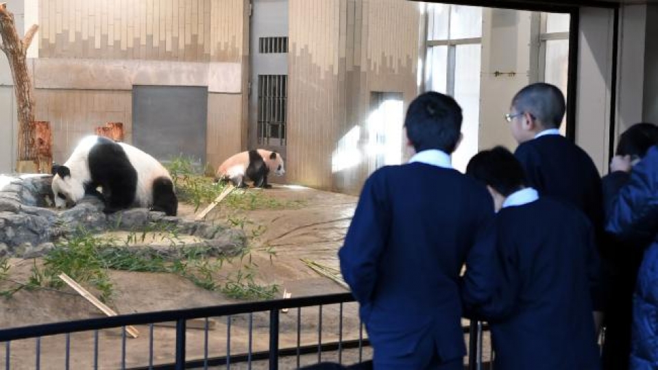 Nhật Bản: Gấu trúc cũng phải làm thêm giờ nhat ban gau truc cung phai lam them gio