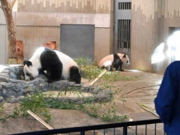 Nhật Bản: Gấu trúc cũng phải làm thêm giờ