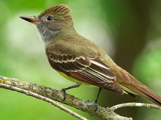 Nhiệt độ toàn cầu tăng làm thay đổi vóc dáng của loài chim