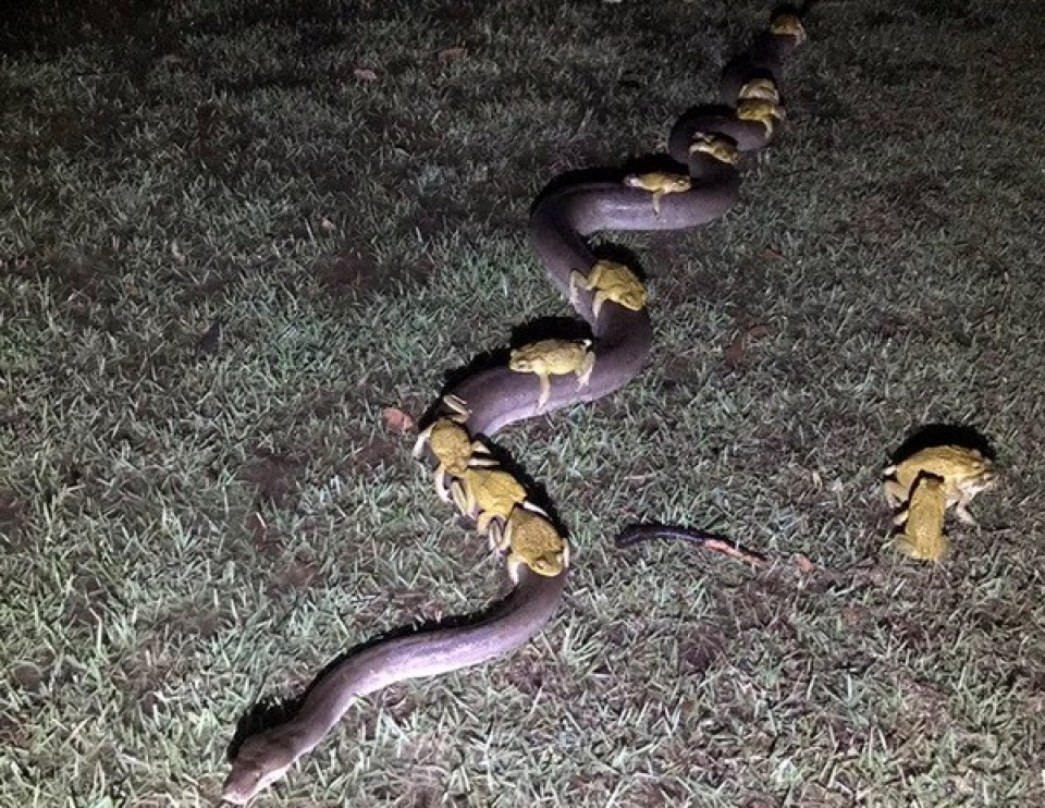 ngo ngang tran 35m cho 10 con coc mia tim cho tron giua con bao