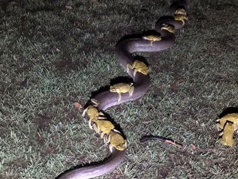 Ngỡ ngàng trăn 3,5m "chở" 10 con cóc mía tìm chỗ trốn giữa cơn bão