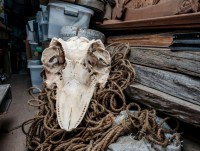 ca voi lung gu giang lop bay bong bong de san bat moi