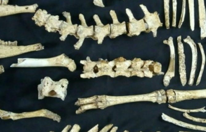 Argentina: Phát hiện mẫu hóa thạch hươu thời tiền sử