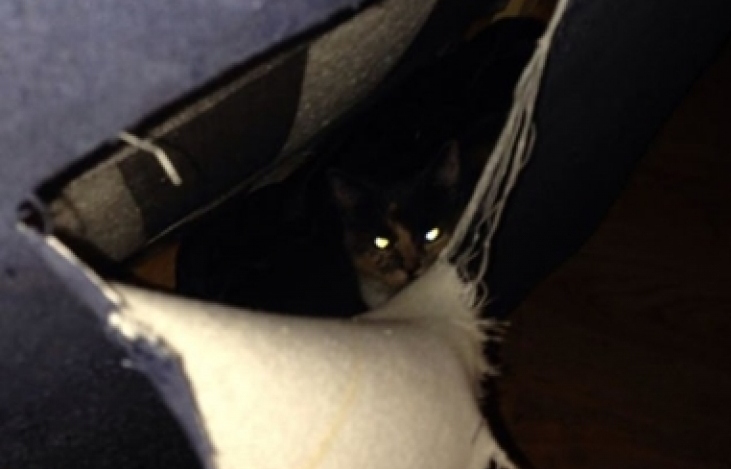 Đố bạn tìm thấy chú mèo ở đâu trong những bức hình