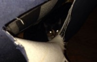 chu meo tro ve nha de chet sau 14 nam mat tich