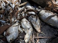 bien doi khi hau australia trai qua thang nong nhat trong lich su