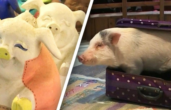 Du khách thích thú khám phá bảo tàng lợn tại Hàn Quốc