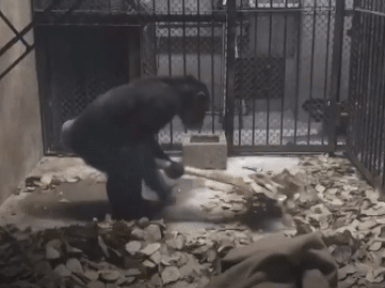 Trung Quốc: Cảnh tinh tinh tự quét dọn chuồng bằng chổi hiếm gặp