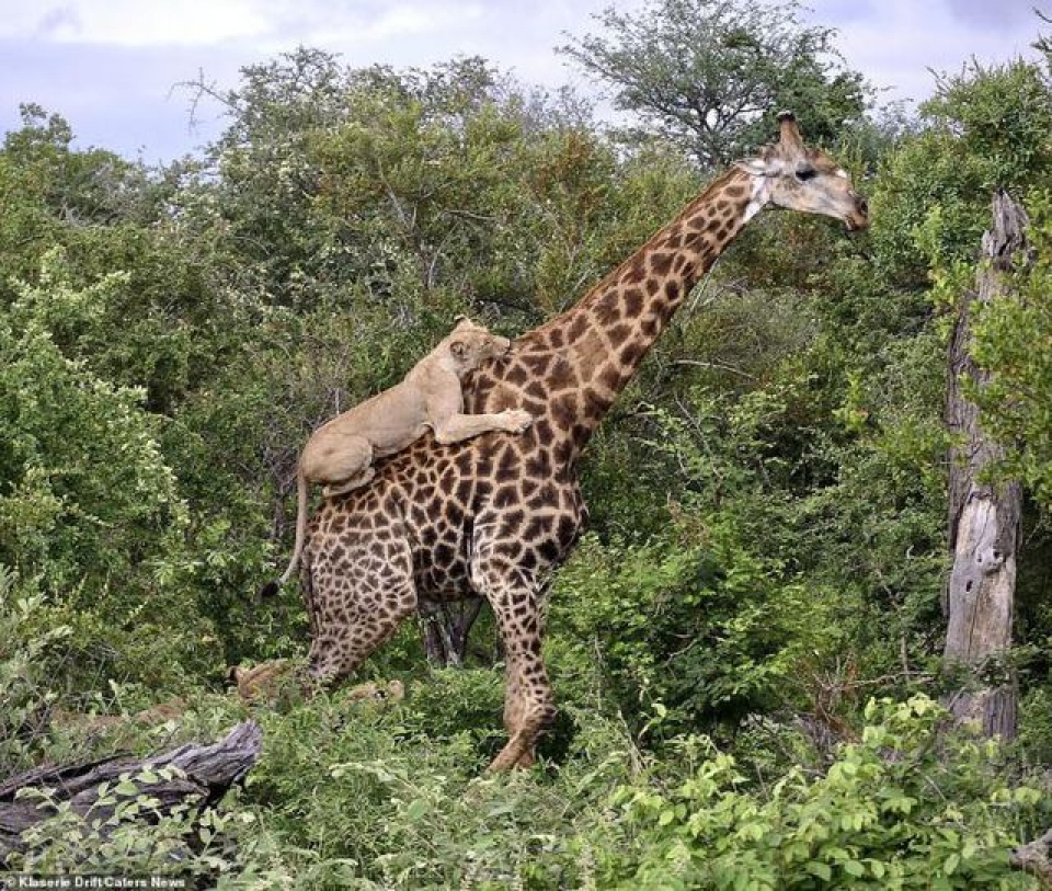 huou cao co danh bai cuoc tan cong cua bay su tu 6 con trong suot 4 tieng