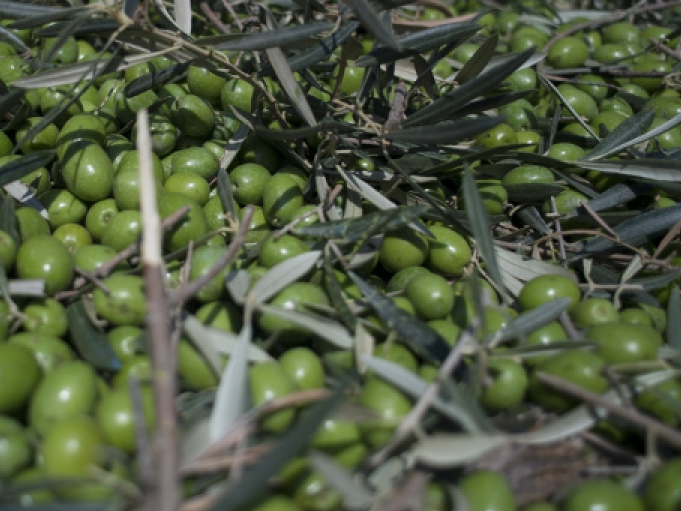 Mỹ chỉ trích EU về vụ kiện liên quan đến dầu ô liu