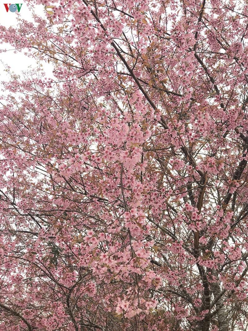 dep ngat ngay hoa anh dao tren cao nguyen mang den kon tum