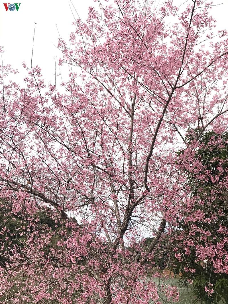 dep ngat ngay hoa anh dao tren cao nguyen mang den kon tum