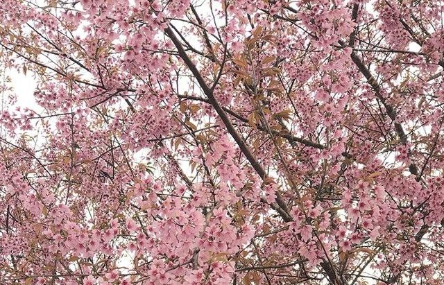 Đầu năm, đến cao nguyên Măng Đen, Kon Tum thưởng lãm hoa anh đào đẹp ngất ngây