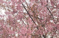 vuon hoa huong duong ruc ro pho nui pleiku hut khach tham quan