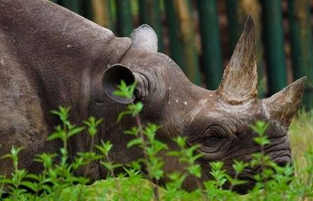 Tê giác sống thọ nhất thế giới đã chết