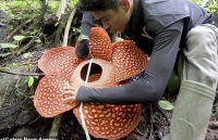 Phát hiện thú vị về bông hoa lớn nhất thế giới