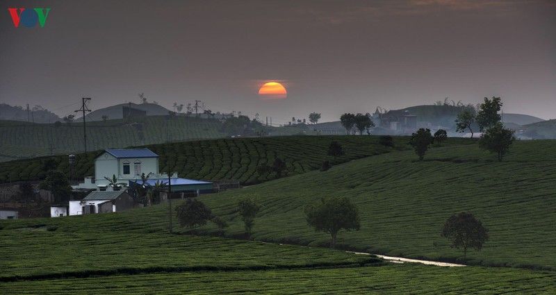 ngam sac hoa ruc ro khi mua xuan ve tren cao nguyen moc chau