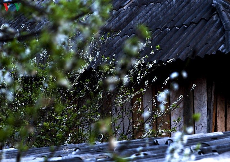 ngam sac hoa ruc ro khi mua xuan ve tren cao nguyen moc chau