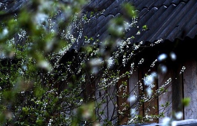 Ngắm sắc hoa rực rỡ khi mùa Xuân về trên cao nguyên Mộc Châu